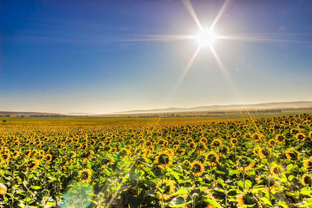 今日芒種丨日漸熱烈的夏日陽(yáng)光，當(dāng)然選擇用來(lái)